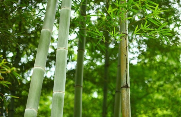 Bamboo - Effect on Human Health