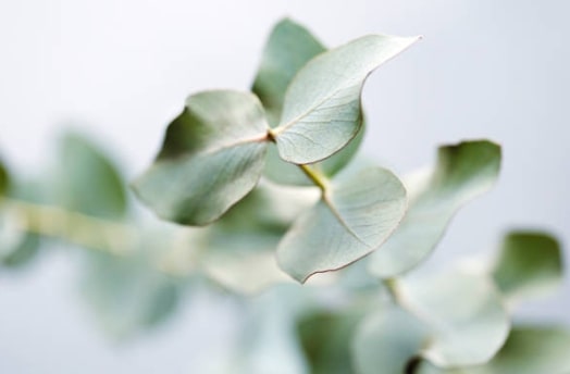 Eucalyptus for Joint Issues and Arthritis